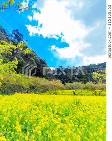 Beautiful spring scenery at Iwai Weir in Chiba Prefecture: rape blossoms and Kawazu cherry blossoms in full bloom 115158552