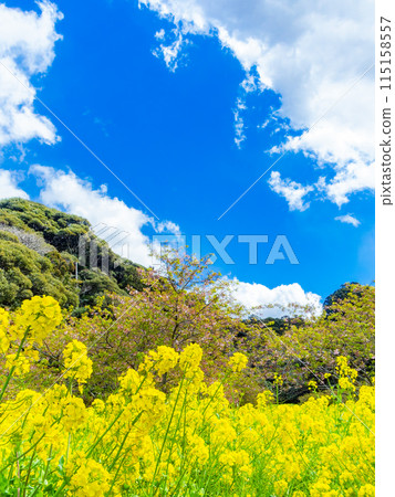 千葉縣岩井堰春天美景，油菜花、河津櫻花盛開 115158557