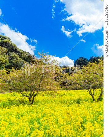 Beautiful spring scenery at Iwai Weir in Chiba Prefecture: rape blossoms and Kawazu cherry blossoms in full bloom Beautiful spring scenery at Iwai Weir in Chiba Prefecture: rape blossoms and Kawazu cherry blossoms in full bloom 115158560