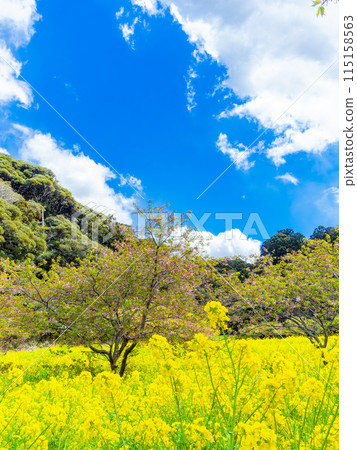 千葉縣岩井堰春天美景，油菜花、河津櫻花盛開 115158563