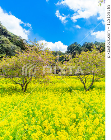 千葉縣岩井堰春天美景，油菜花、河津櫻花盛開 115158565