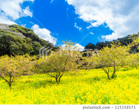 千葉縣岩井堰春天美景,油菜花、河津櫻花盛開 千葉縣岩井堰春天美景,油菜花、河津櫻花盛開 115158571