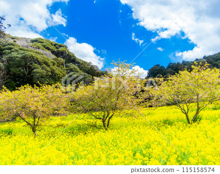 千葉縣岩井堰春天美景，油菜花、河津櫻花盛開 115158574