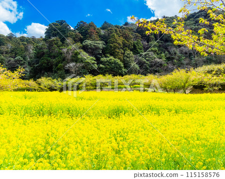 千葉縣岩井堰春天美景，油菜花、河津櫻花盛開 115158576