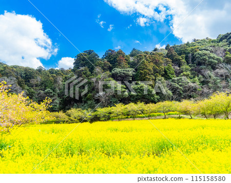 千葉縣岩井堰春天美景，油菜花、河津櫻花盛開 115158580