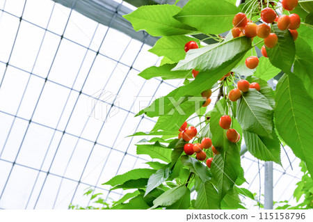 Cherry farm in Yamanashi Prefecture Cherry farm in Yamanashi Prefecture 115158796