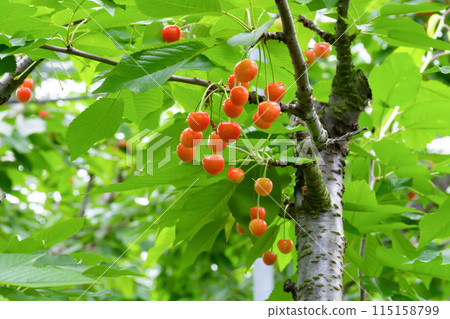 山梨縣的櫻桃農場 115158799