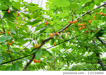 Cherry farm in Yamanashi Prefecture 115158800