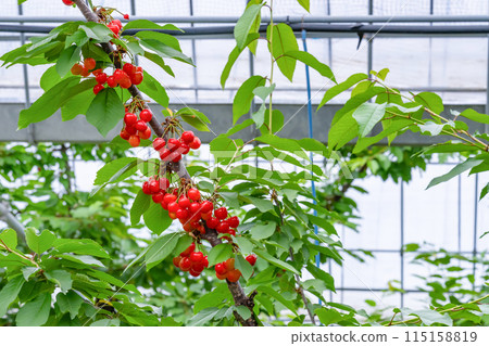 Cherry farm in Yamanashi Prefecture 115158819