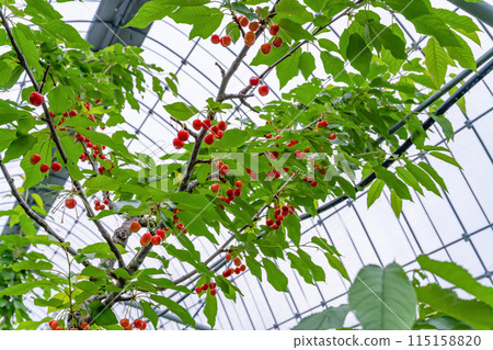 Cherry farm in Yamanashi Prefecture 115158820