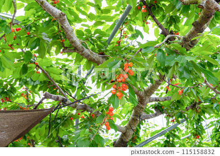 Cherry farm in Yamanashi Prefecture Cherry farm in Yamanashi Prefecture 115158832