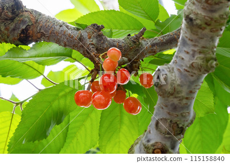 Cherry farm in Yamanashi Prefecture 115158840