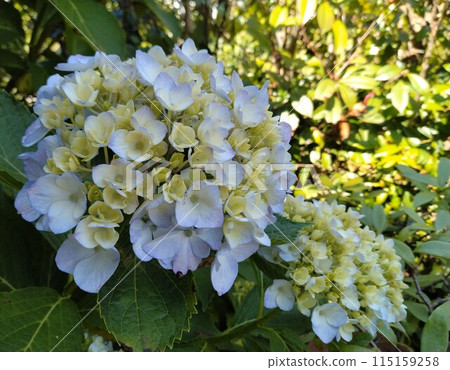 Hydrangea that began to bloom 115159258