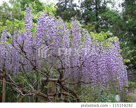 Manoba植物園富士 Manoba植物園富士 115159292