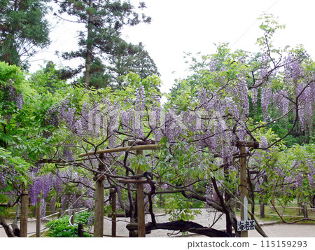Manoba Botanical Garden Fuji 115159293