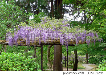 Manoba Botanical Garden Fuji 115159294