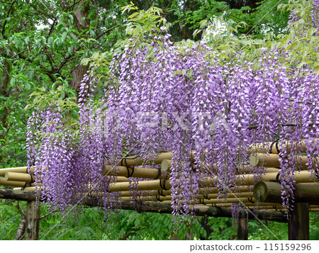 Manoba植物園富士 115159296