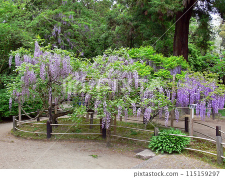 Manoba植物園富士 Manoba植物園富士 115159297