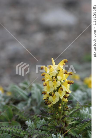 Yellow staghorn fern 5 Yellow staghorn fern 5 115159595