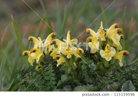 Yellow stag beetle 6 Yellow stag beetle 6 115159596