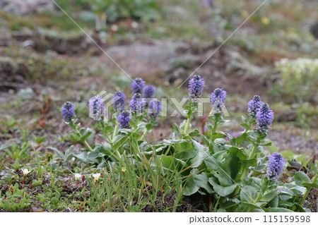 Narrow-leaved Urupsou 1 115159598