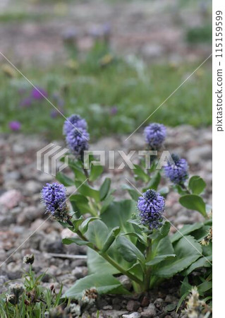 Narrow-leaved Urupsou 2 Narrow-leaved Urupsou 2 115159599
