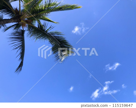 "Hawaii" Palm trees swaying in the wind and the Hawaiian sky "Hawaii" Palm trees swaying in the wind and the Hawaiian sky 115159647