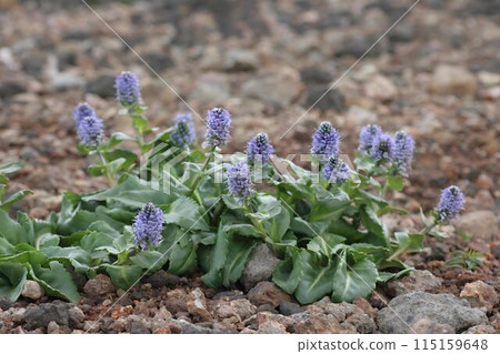 Narrow-leaved Urupsou 5 115159648