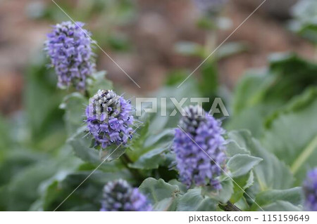 Narrow-leaved Urupsou 6 115159649