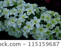 繡球 115159687