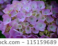繡球 115159689