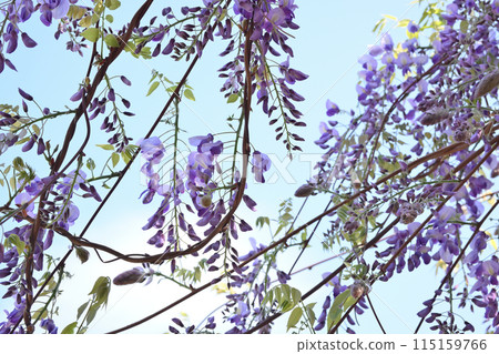Wisteria trellis Wisteria trellis 115159766