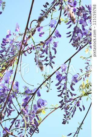 Wisteria trellis Wisteria trellis 115159768