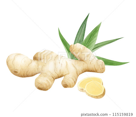 Watercolor ginger root, slices and leaves illustration isolated on white background in pastel beige and green colors. Horseradish spice for kitchen designs, cookbooks and organic superfood products 115159819