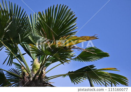 Cycads 115160077