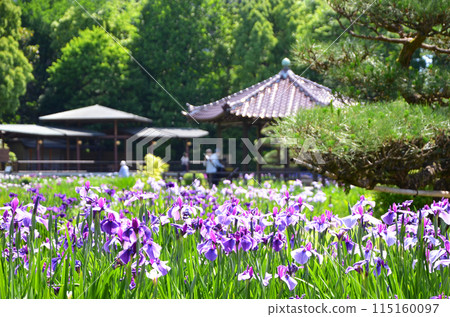 Scenery of the Johoku Iris Garden in Osaka Scenery of the Johoku Iris Garden in Osaka 115160097