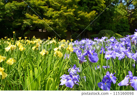 大阪城北鳶尾花園的鳶尾花 大阪城北鳶尾花園的鳶尾花 115160098