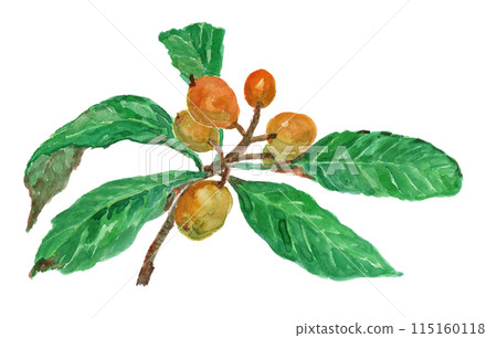 Rhaphiolepis bibas Loquat watercolor illustration 115160118