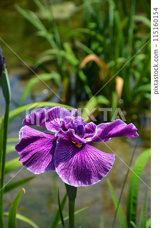 Iris flowers at Johoku Iris Garden in Osaka 115160154