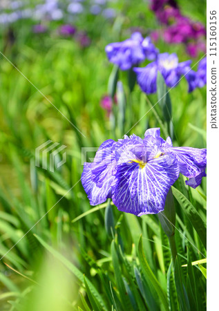 Iris flowers at Johoku Iris Garden in Osaka 115160156