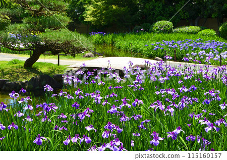 Osaka: Scenery of Johoku Iris Garden with irises in full bloom 115160157