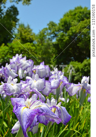 Iris flowers at Johoku Iris Garden in Osaka 115160158
