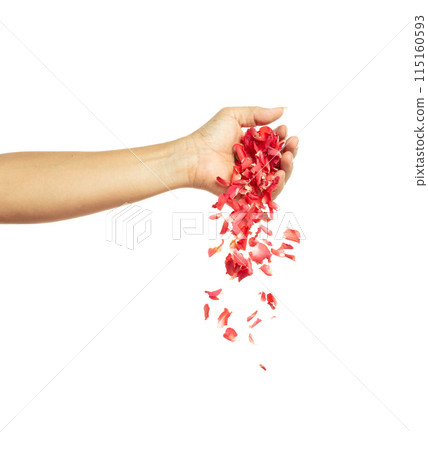 Hand pouring Red rose petals falling romantic white background isolated with real photo red rose flower petals flying. Love, romance floral spring season Hand pouring Red rose petals falling romantic white background isolated with real photo red rose flower petals flying. Love, romance floral spring season 115160593