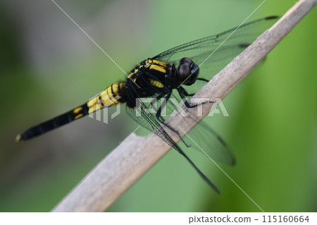 飛魚的女性 115160664