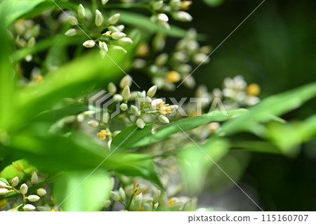 南天花 南天花 115160707