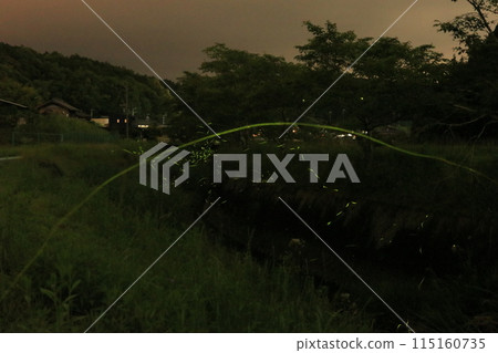 Firefly Light 115160735