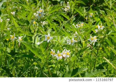 White flowers of the poisonous plant Solanum horsenettle growing in clusters in Satoyama White flowers of the poisonous plant Solanum horsenettle growing in clusters in Satoyama 115160797