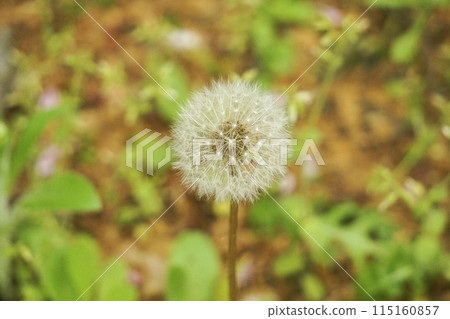 Dandelion fluff Dandelion fluff 115160857