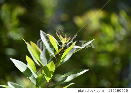 Young leaves of evergreen bayberry (bayberry) 115160936