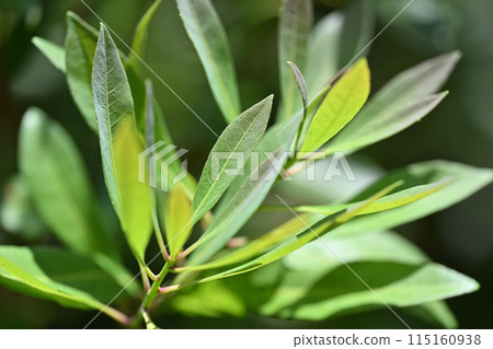 Young leaves of evergreen bayberry (bayberry) 115160938